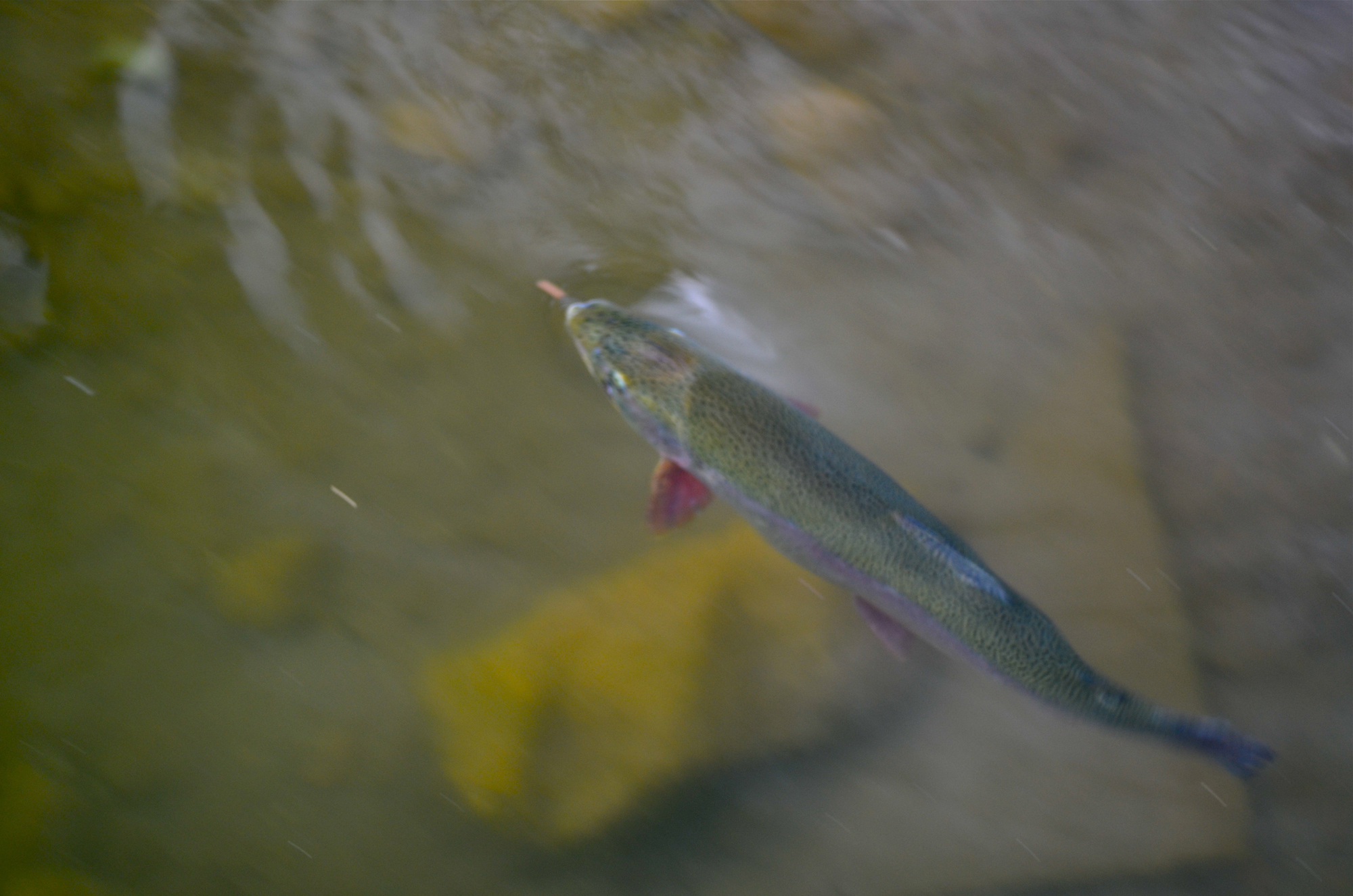 Rainbow feeding on fish food Rainbow trout