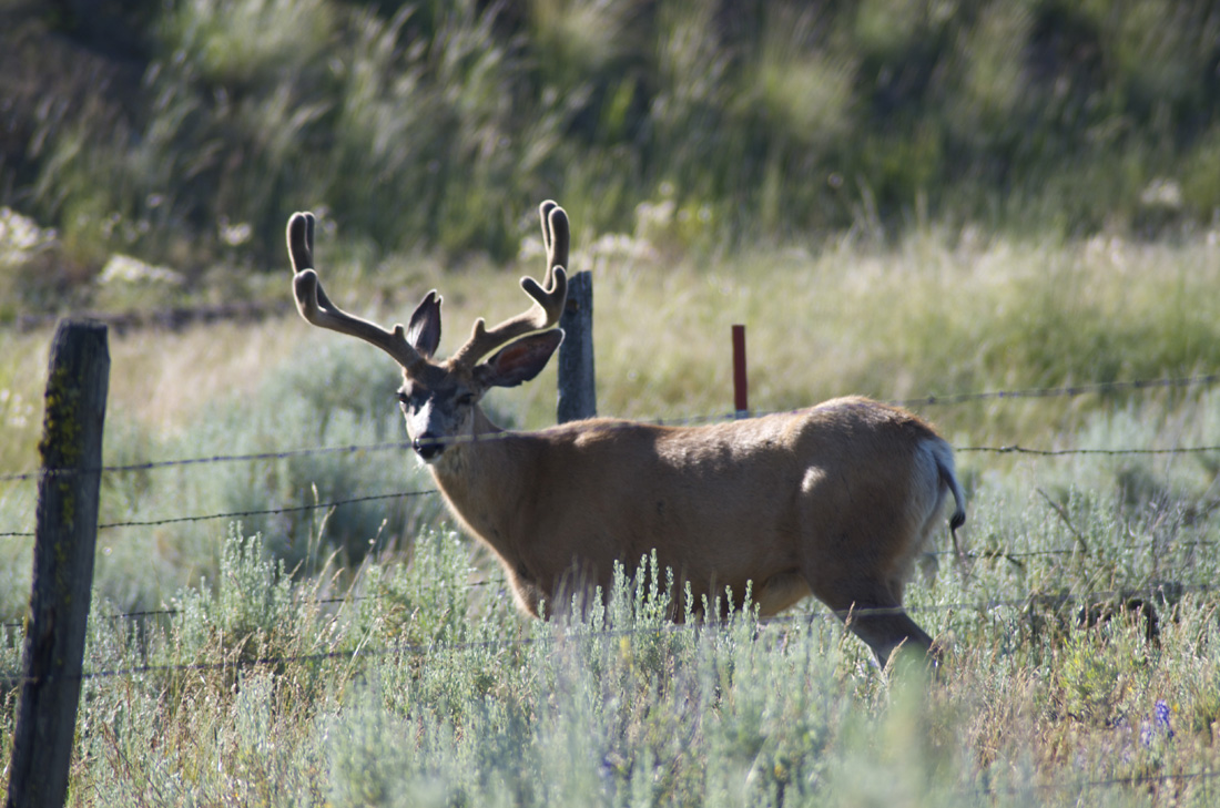 Mule deer Mule buck, mule deer, buck