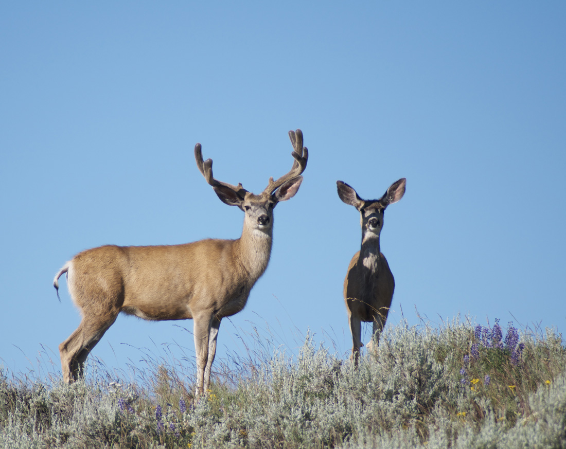Mule deer mule deer, mule deer buck, buck, rack