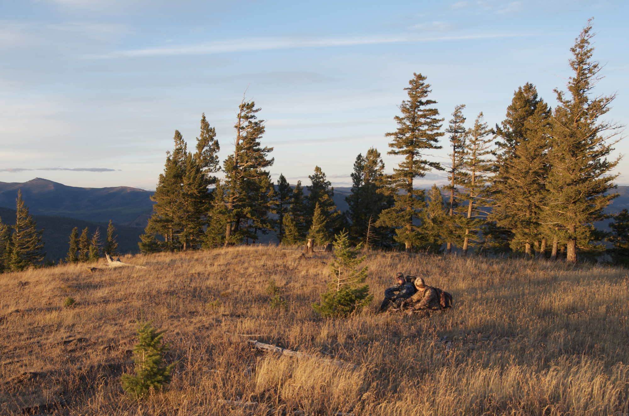 Sunset Montana Wild, Montana Wild Outdoors, elk hunting, DIY elk hunting, public land, bull, cow elk, hunting, matthews, bear archery, sitka, kings camo, easton fmj, trophy ridge, scott releases, carbon express maxima, rage broadheads, g5 montec cs, ripcord, Montana hunting, Montana outdoors, montana hunting district 292, university of montana, russell outdoors