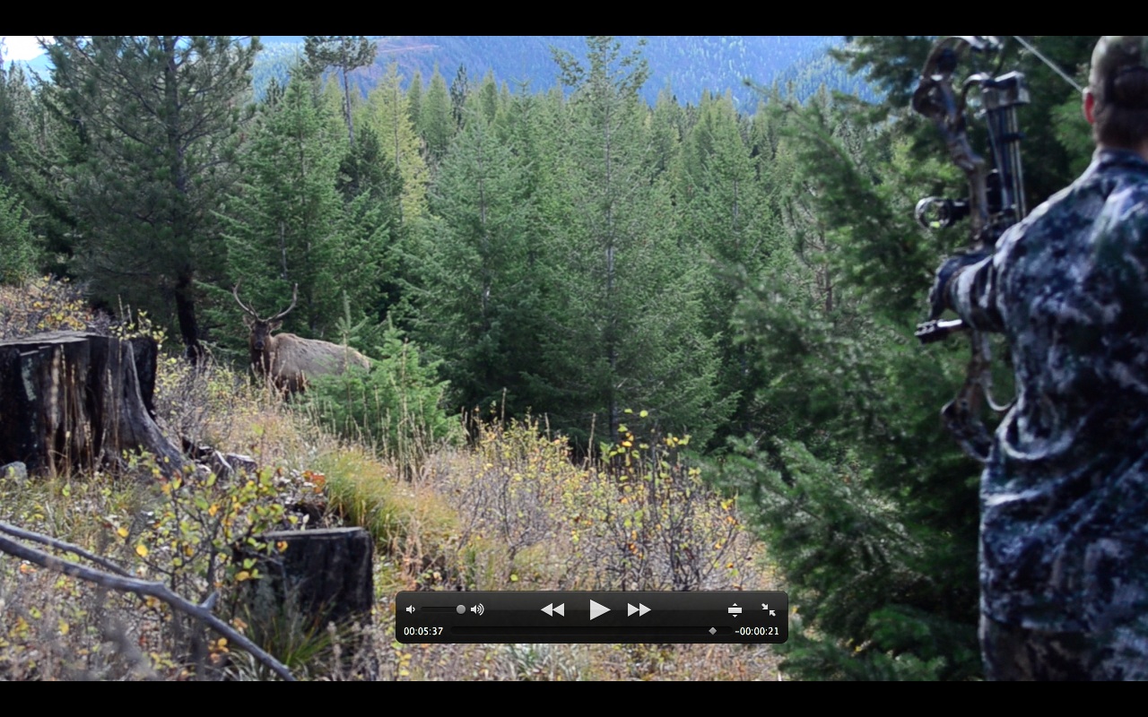 Bull that gets to live another day. Montana Wild, Montana Wild Outdoors, elk hunting, DIY elk hunting, public land, bull, cow elk, hunting, matthews, bear archery, sitka, kings camo, easton fmj, trophy ridge, scott releases, carbon express maxima, rage broadheads, g5 montec cs, ripcord, Montana hunting, Montana outdoors, montana hunting district 292, university of montana, russell outdoors