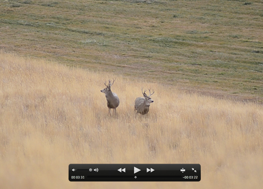 Jumping the string Montana Wild, bowhunting, archery season, Missoula, MT, Montana, bucks, deer, bowtech, bushnell, Western montana, coyotes, mule deer, whitetail