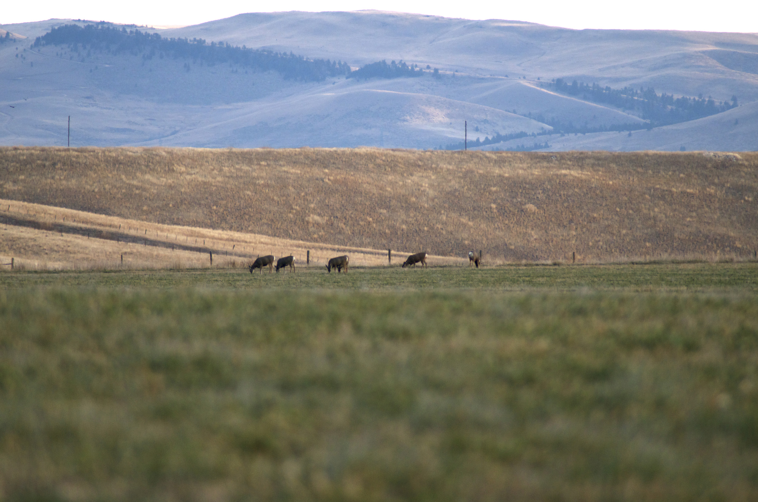 Feeding mule deer Montana Wild, bowhunting, archery season, Missoula, MT, Montana, bucks, deer, bowtech, bushnell, Western montana, coyotes, mule deer, whitetail