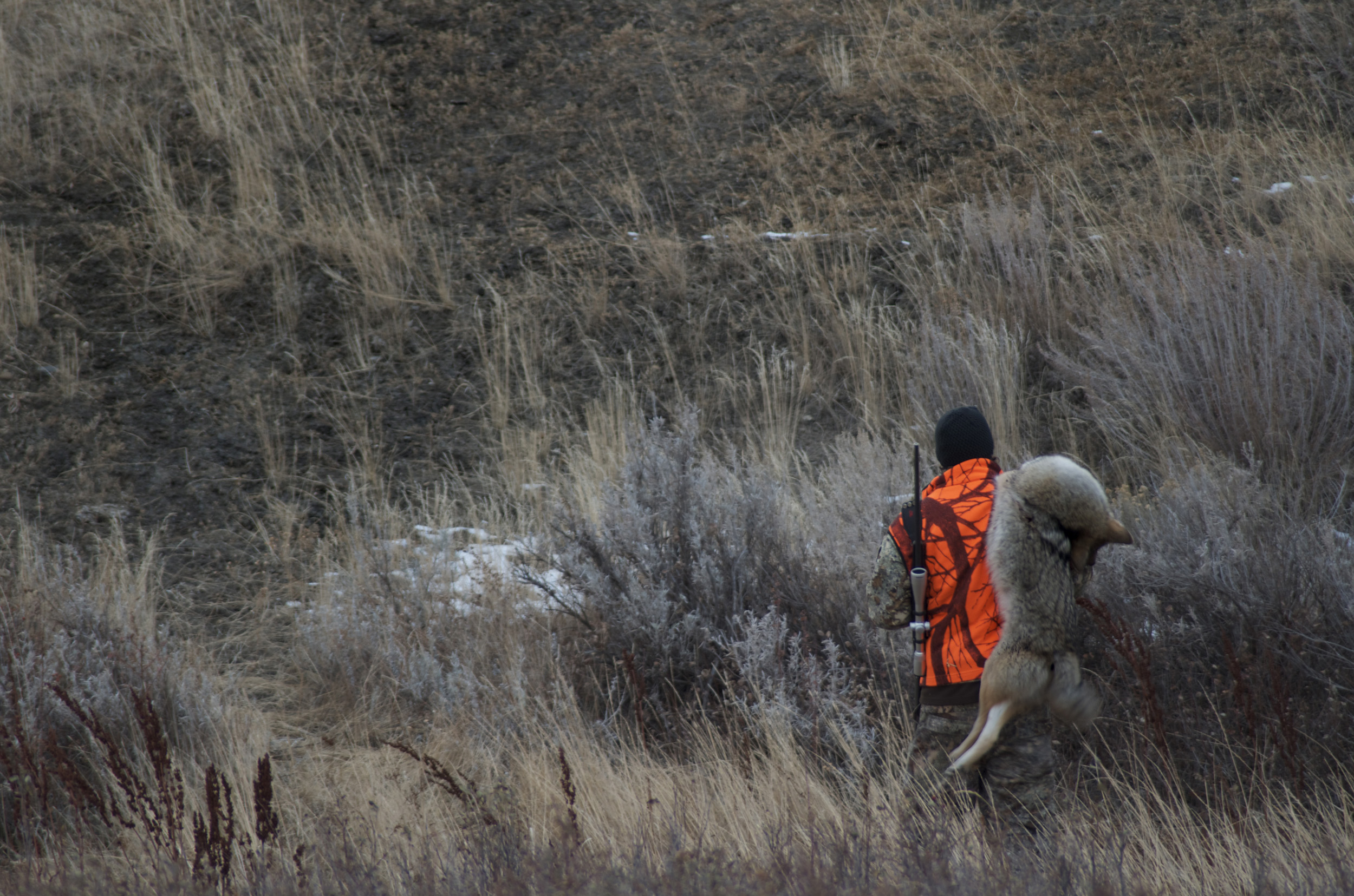 fur tana, Montana Wild, mule deer, rifle, calling coyotes, Missoula, Havre, MT, Remington