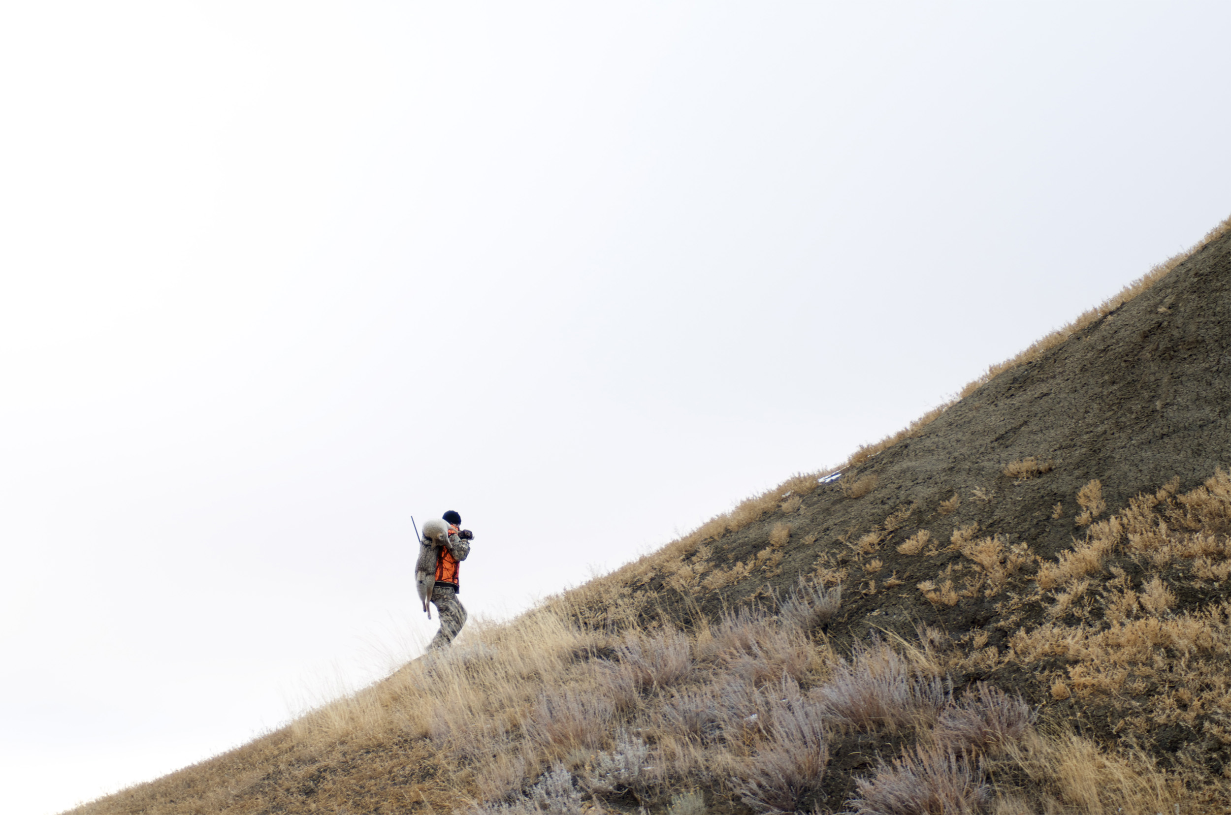 Up the ridge tana, Montana Wild, mule deer, rifle, calling coyotes, Missoula, Havre, MT, Remington