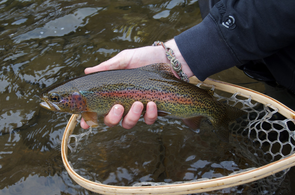 Rock Creek fly fishing, montana, montana wild, rock creek, rainbow trout, stonefly nymph, zack boughton, st. croix