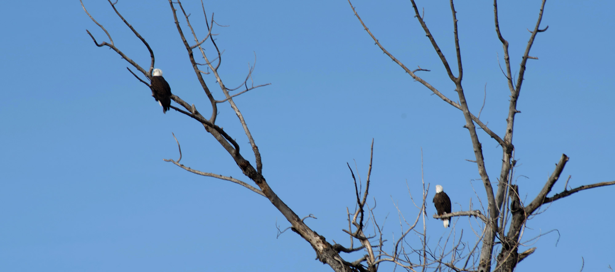 Badl Eagles bald eagles in montana, montana wild, montana bald eagles, fishing eagles