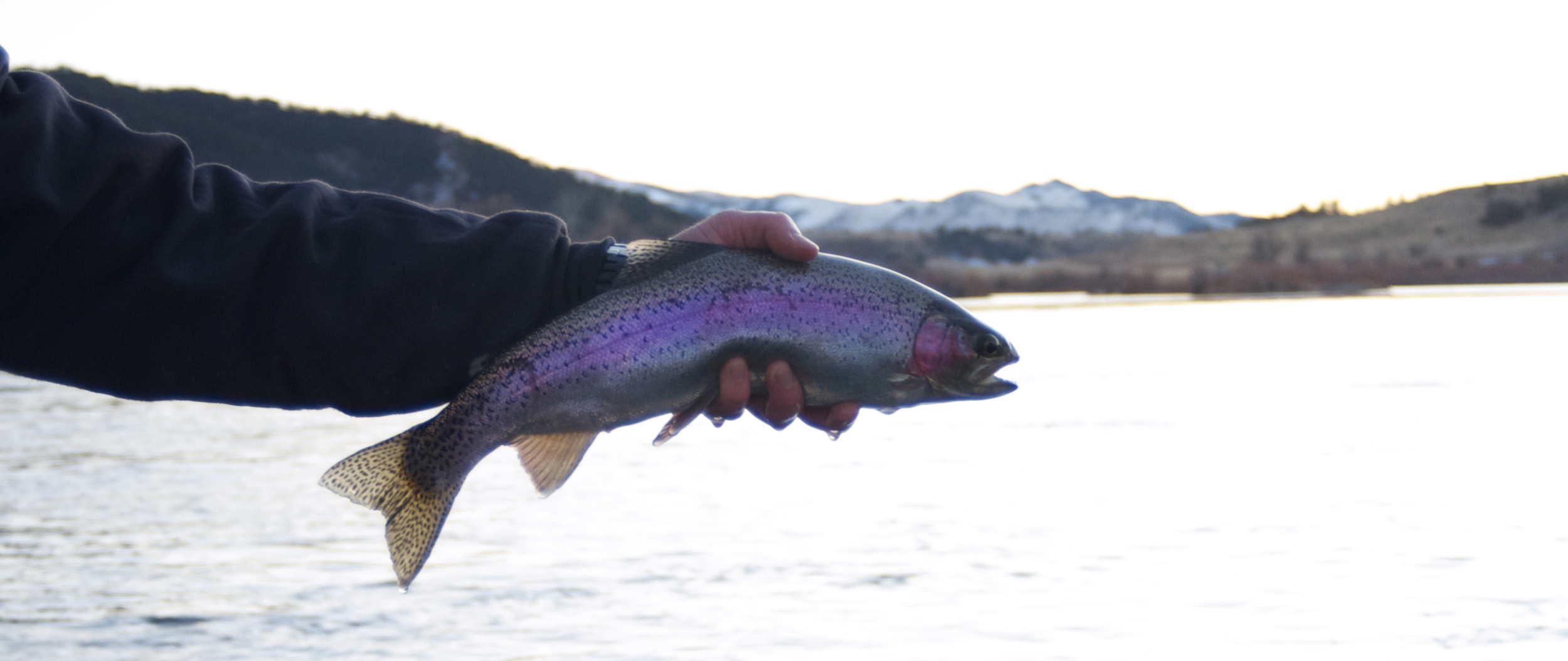 last of the day fly fishing montana, montana wild, missouri river, brown trout, rainbows, winter, outdoors, nymphing, action, Headhunters fly shop