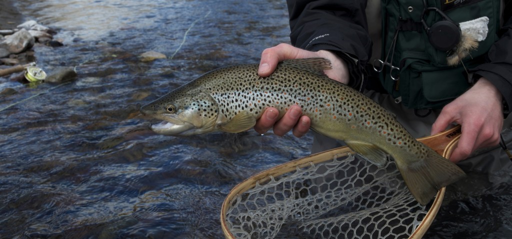 Yep fly fishing, montana wild, mt, brown trout, rainbow, outdoors, nikon, gopro, hunting, nymphs, winter, creeks, western, boughton