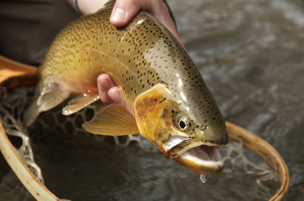Get some Montana Wild, spring fishing, fly fishing, Brownes Lake, cutthroat, brown trout, Highway 200, elk, MT