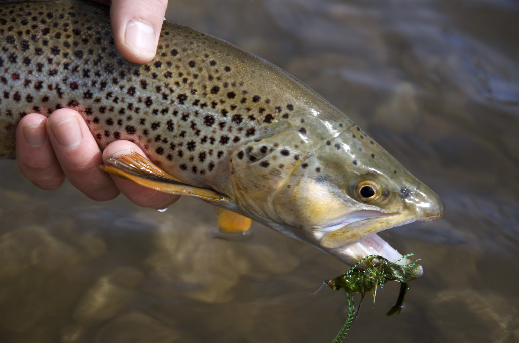 Brown trout montana wild, rifles, hunting, .300 Win Mag., Remington 6x284, Deep Creek, brown trout, Bitteroot River, Missoula, hand loads