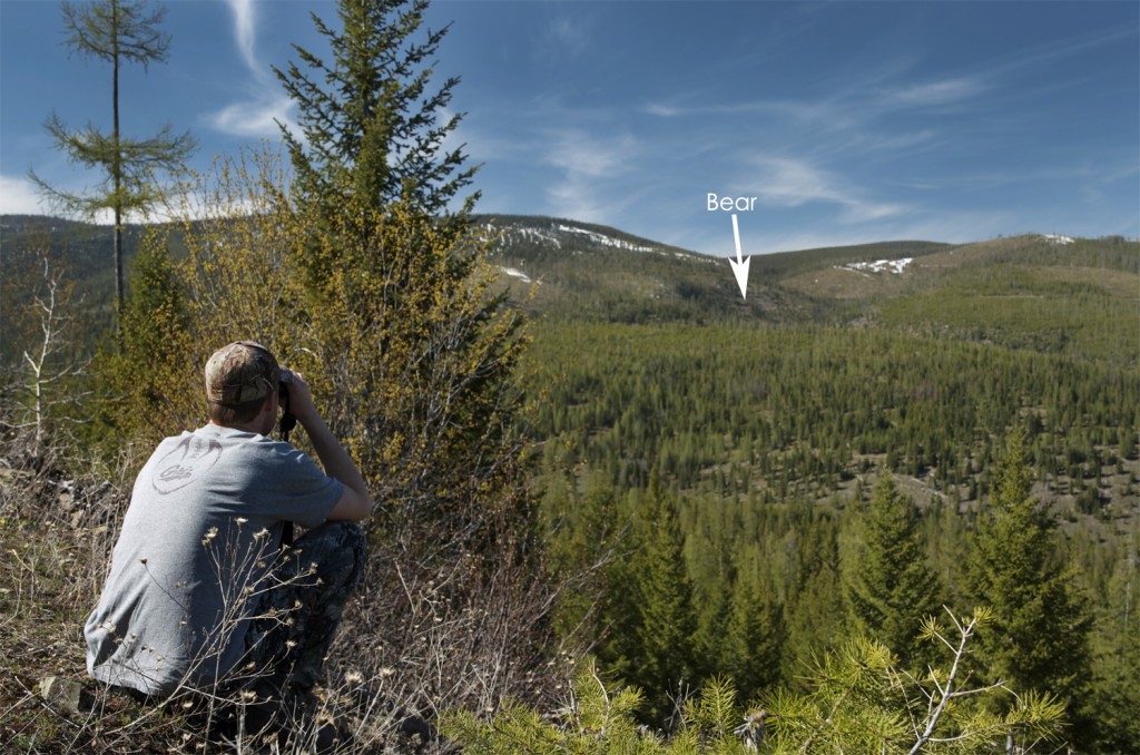 bear searching, glassing for bears