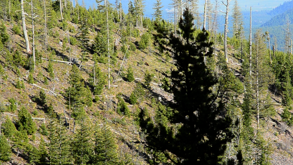 cinnamon black bear, montana black bear