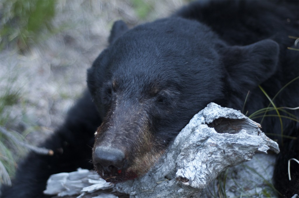 Montana Black Bear, Montana blazed black bear, Montana wild bear hunt