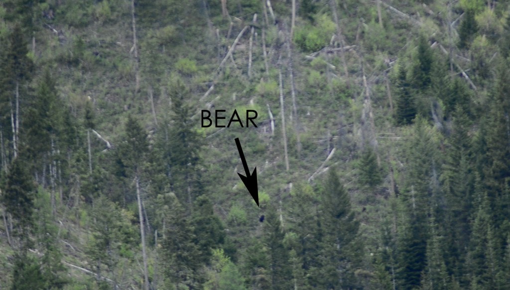 Bear on the move Bear in the distance