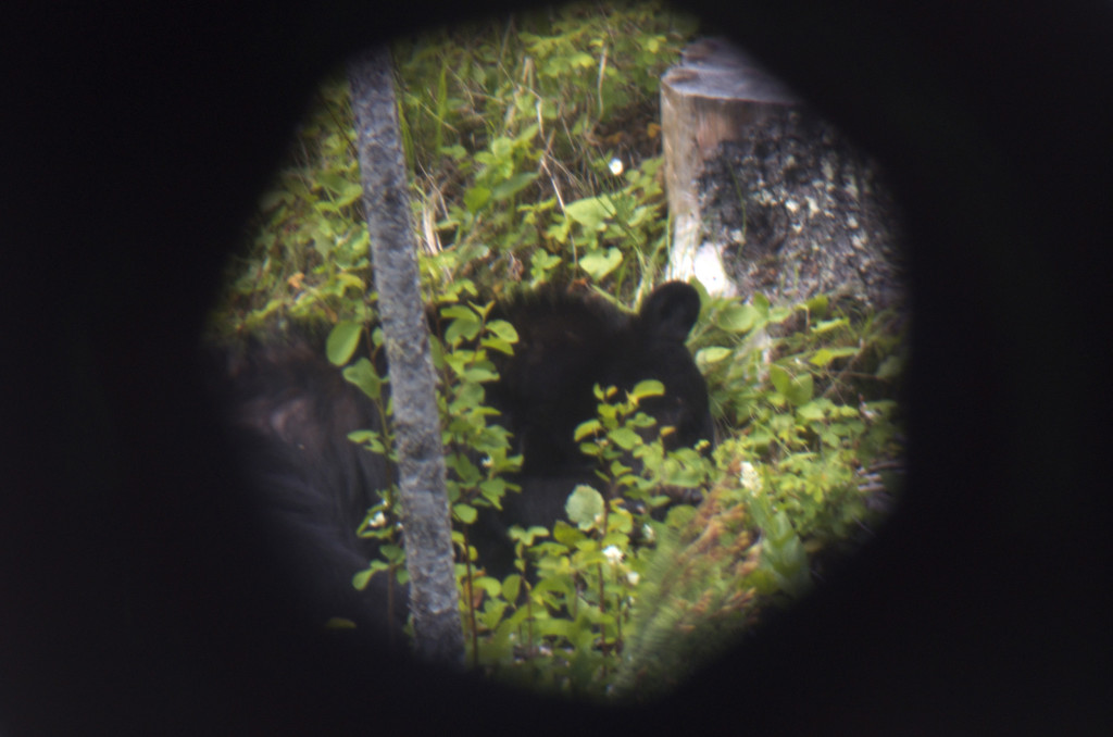 Sleeping black bear black bear, montana wild, MT, hunting, spring, bowhunting, spot and stalk, Bear Anarchy, Vortex, Carbon Express, Nikon, GoPro