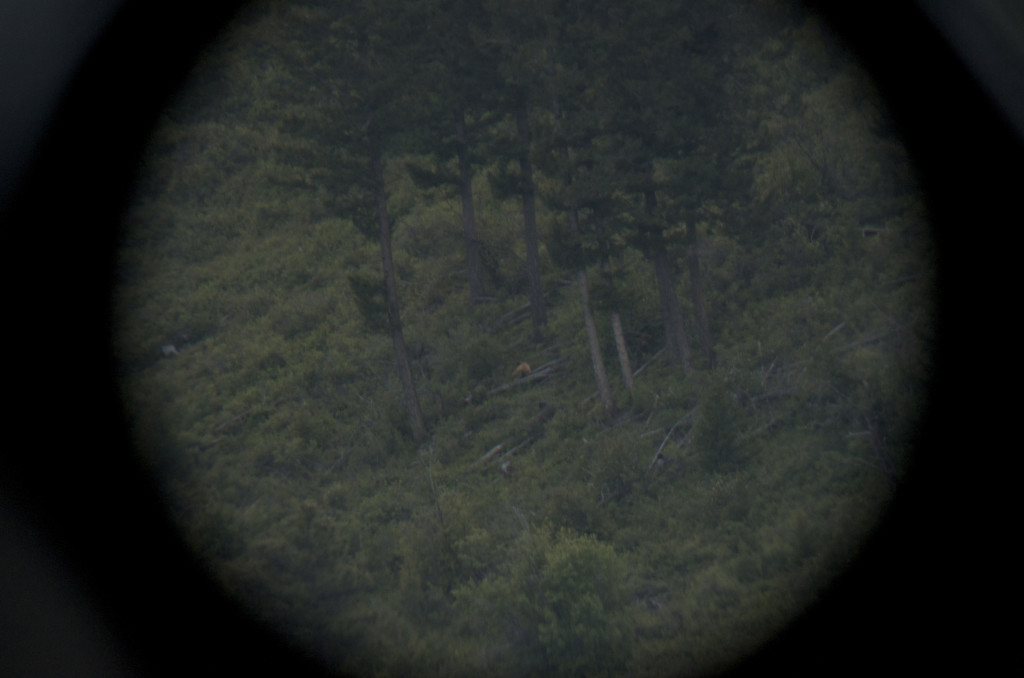 Black bear sow and two cubs bear hunting, Montana Wild, black bears, bowhunting, archery, Nikon D7000, hunting videos, timelapses, Bear Archery, Anarchy, Carbon Express