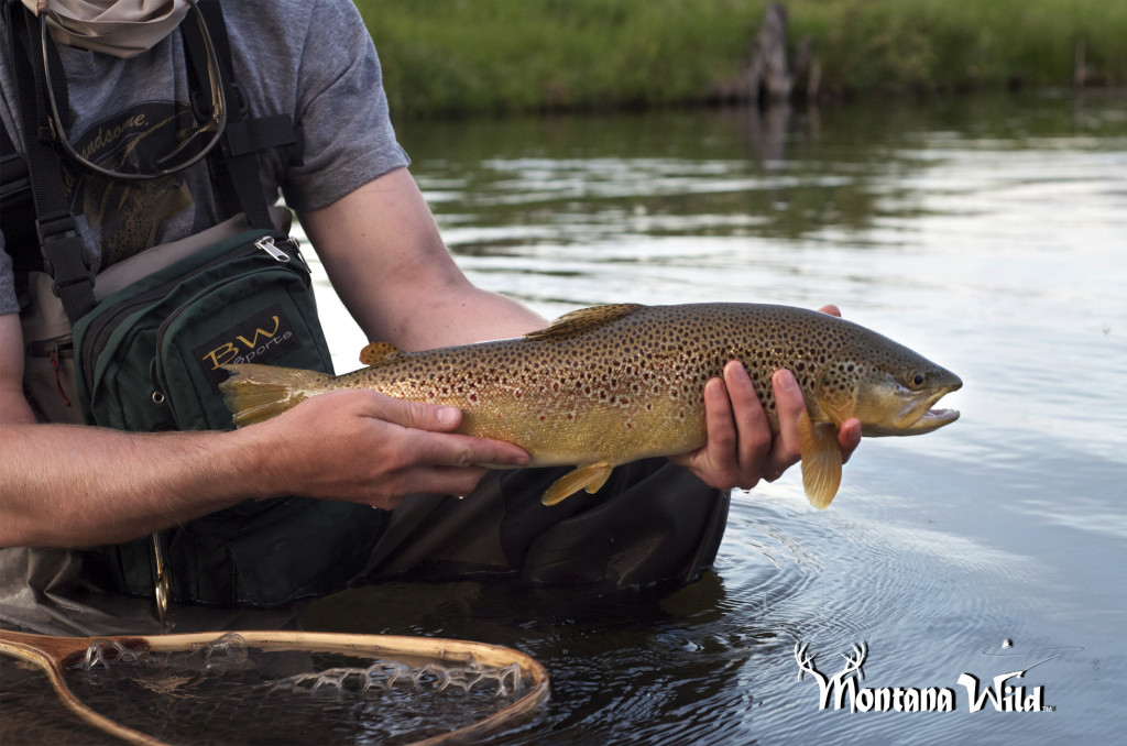 brown trout, bitteroot river, mt, montana wild, fly fishing, huge browns, green drake, dry flies, echo, nikon d7000
