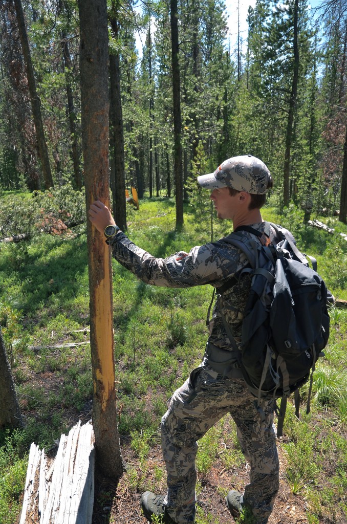 Elk rub elk scouting, western mt, montana wild, sitka, vortex, moultrie, game cameras, summer, 2012