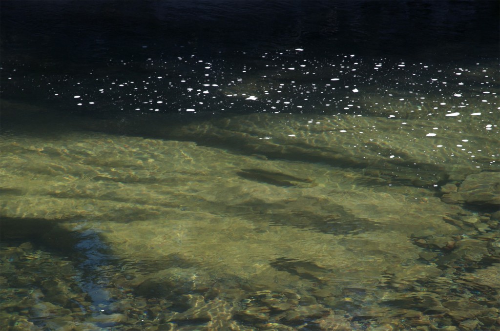 Bull trout in the shallows bull trout, fly fishing, montana wild, streamers, videos, 8wt, huge, grizzly hackle, vortex, 2012