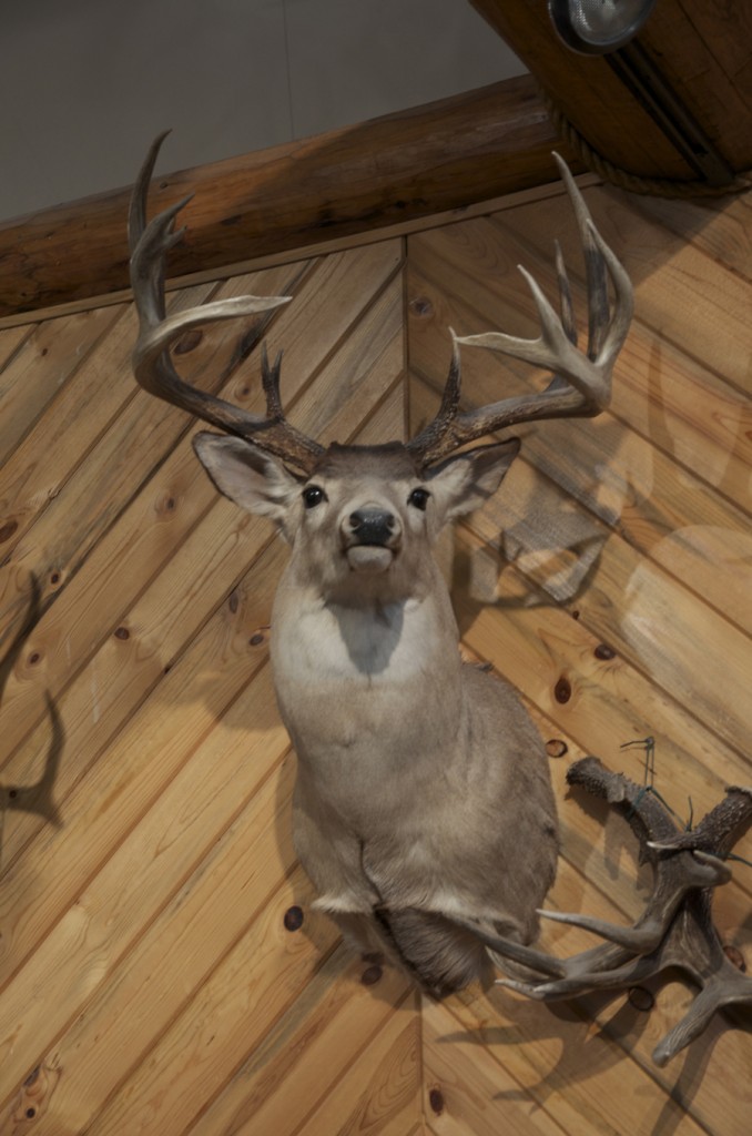 Alpine Artistry, whitetail photo, montana taxidermy, amazing taxidermy, huge whitetail mount, whitetail pictures