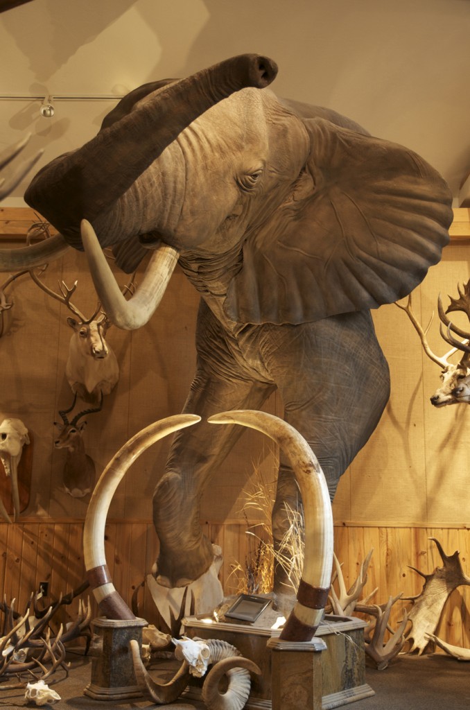 Alpine Artistry, Taxidermy, amazing taxidermy, montana taxidermist, elephant taxidermist