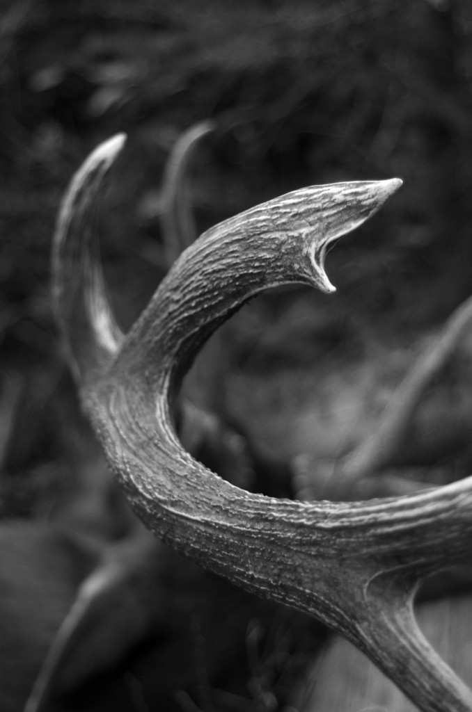 elk, bull, monster, timber, montana, wild, 2012, archery