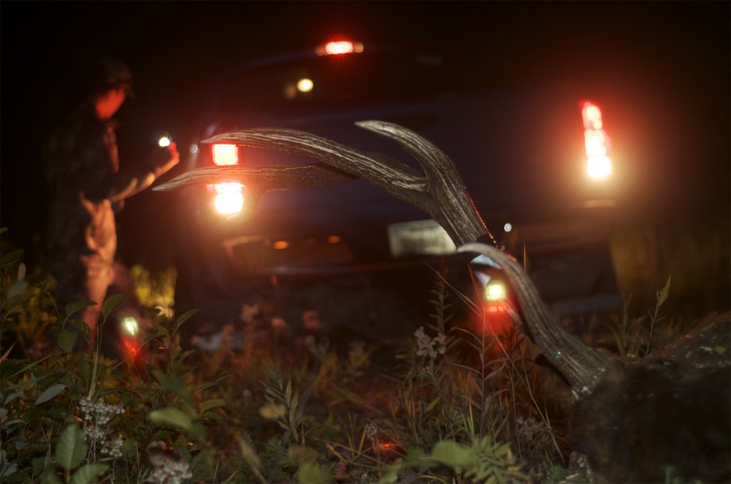 Bull elk behind the Dodge