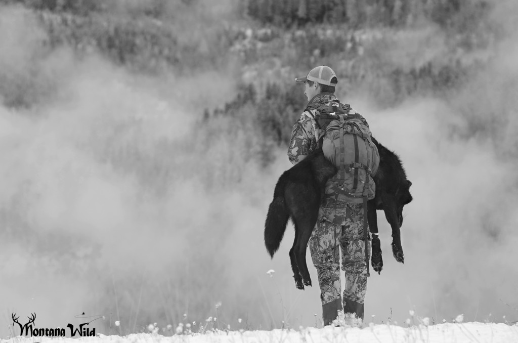 Wolf Pack Montana Wolf Pack, Montana Black wolf, amazing black wolf, largest montana wolf killed, state record wolf, Montana Wild, best hunting videos