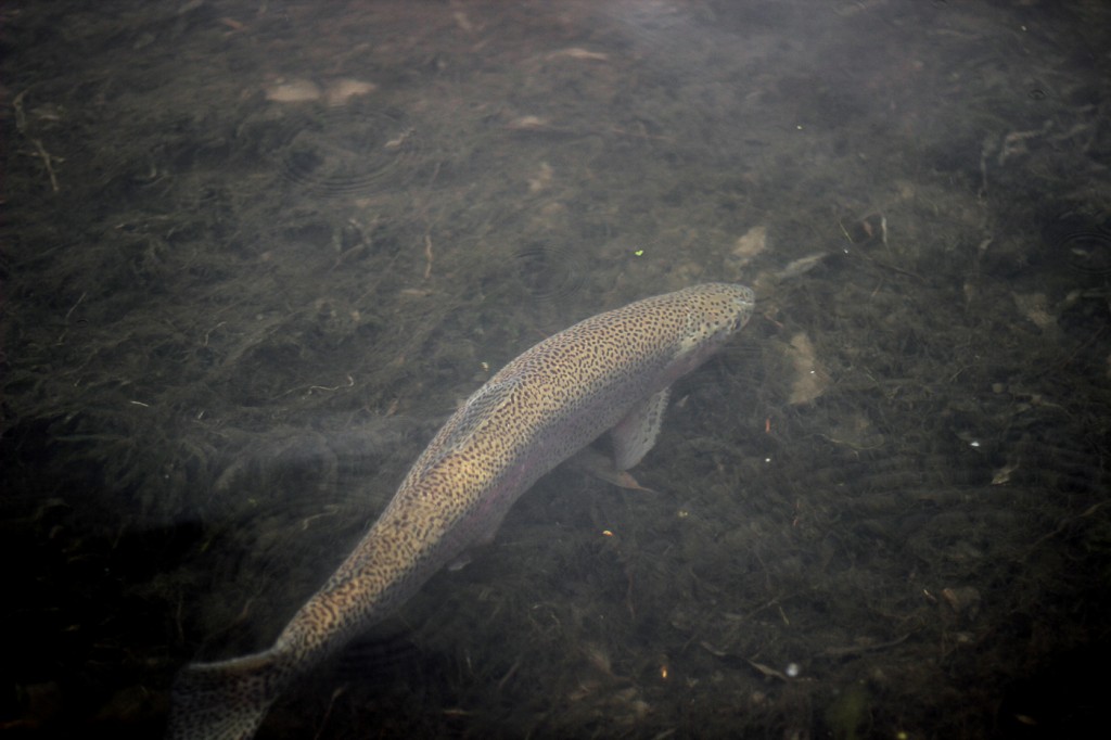 Rainbow trout rainbow trout, monster, montana, wild, AK, streamer, rain, winter