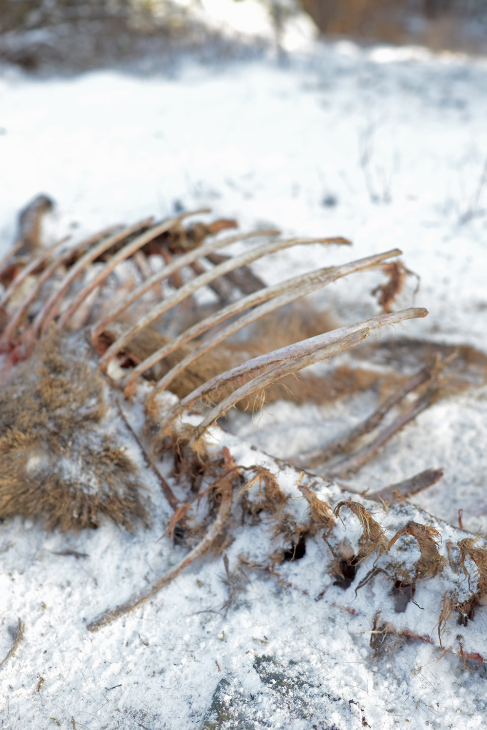 mountain lion, kill, elk, cow, montana, wild, winter