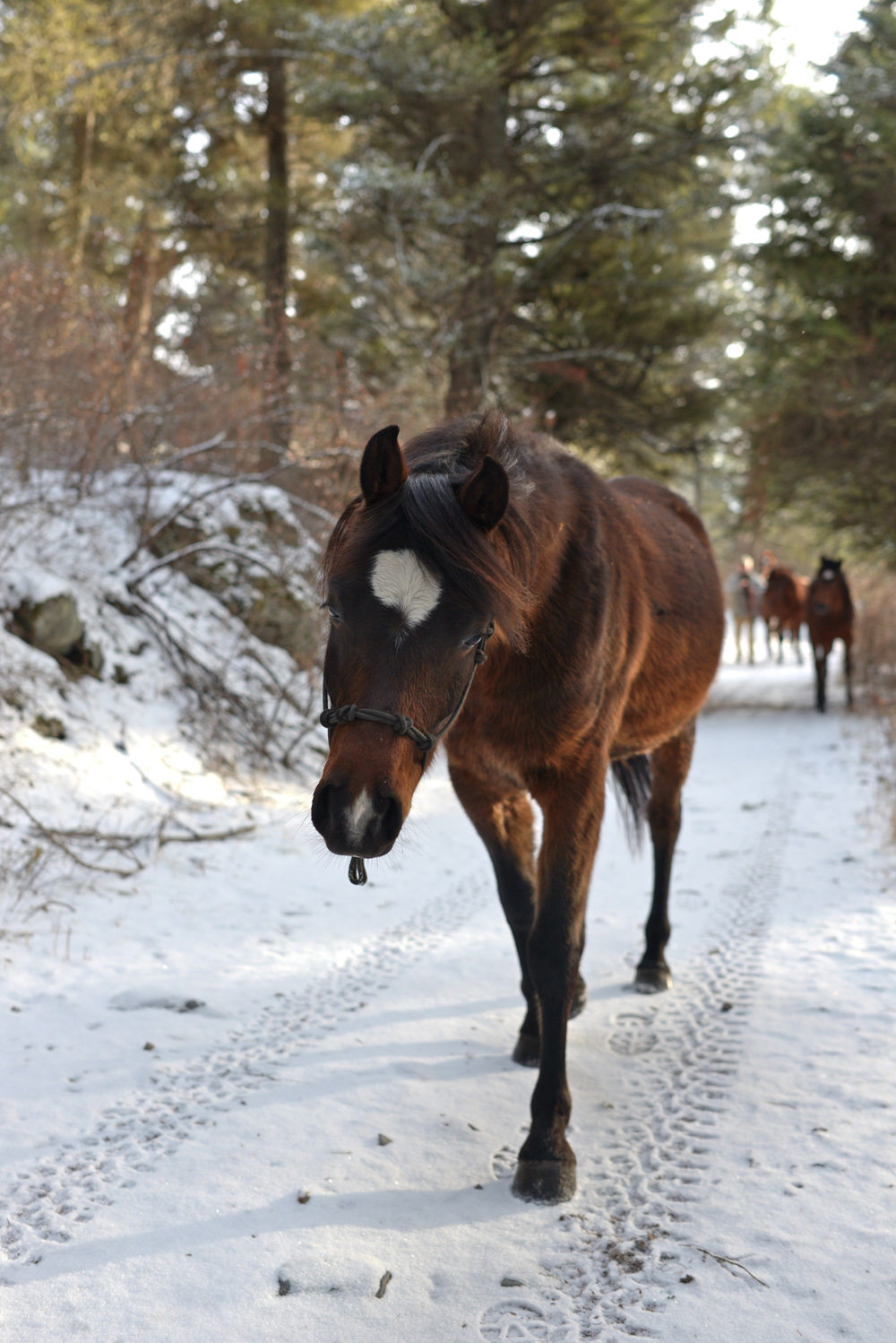arabian horses, horse, montana, wild, outdoors