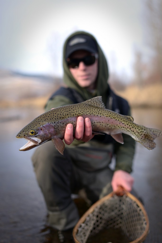 Rainbow, montana, spots, nets