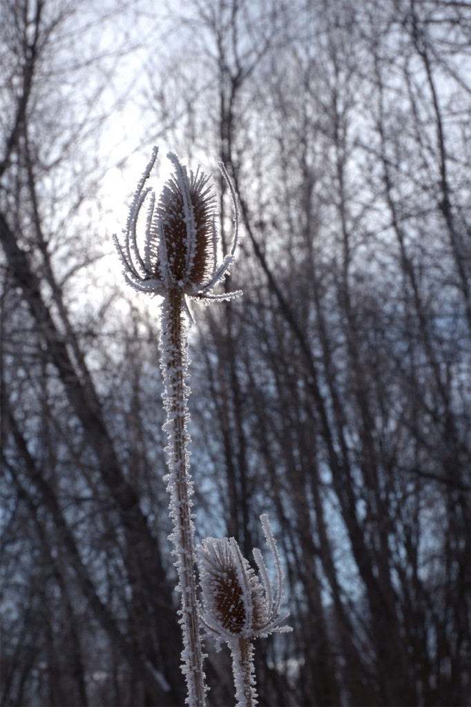 montana, winter, weeds, burs, photography