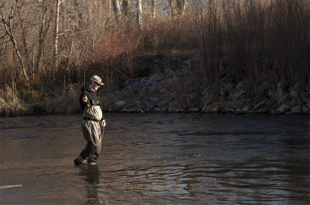 fly fishing, montana, rainbow, trout, wild, missoula