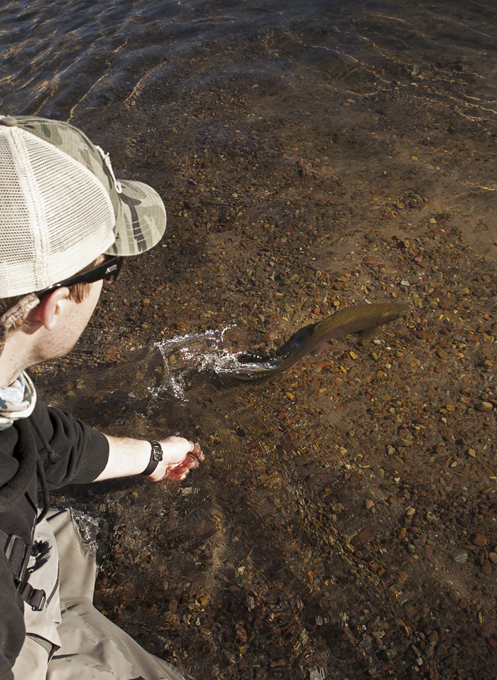 fly fishing, montana, rainbow, trout, wild, missoula