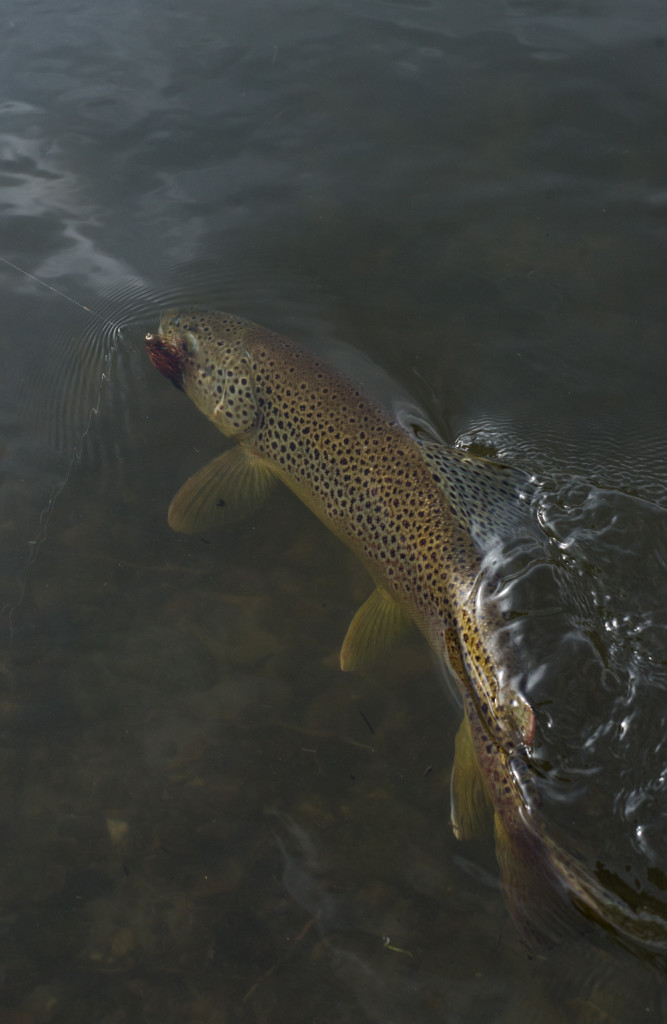 brown, trout, streamer, eat, water, photo, picture, montana