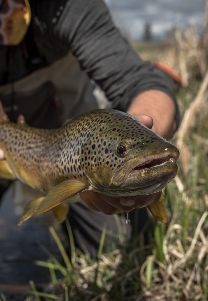 brown, trout, montana, spots, wild, big, huge, 20 incher