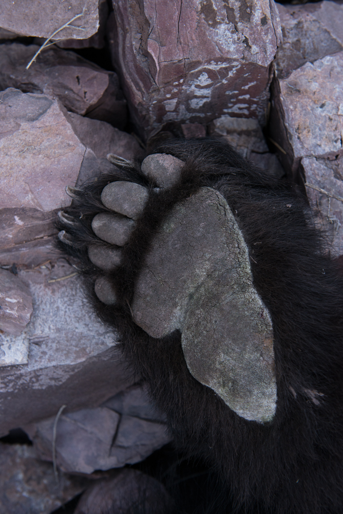 Bear, paw, black, montana, wild, spring, hunt, rifle