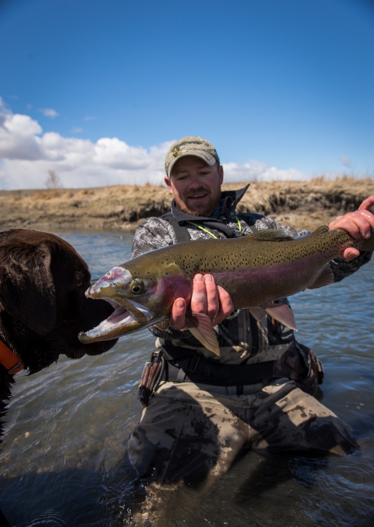 2 foot, rainbow, monster, montana, wild, bent, shoot out, iceout