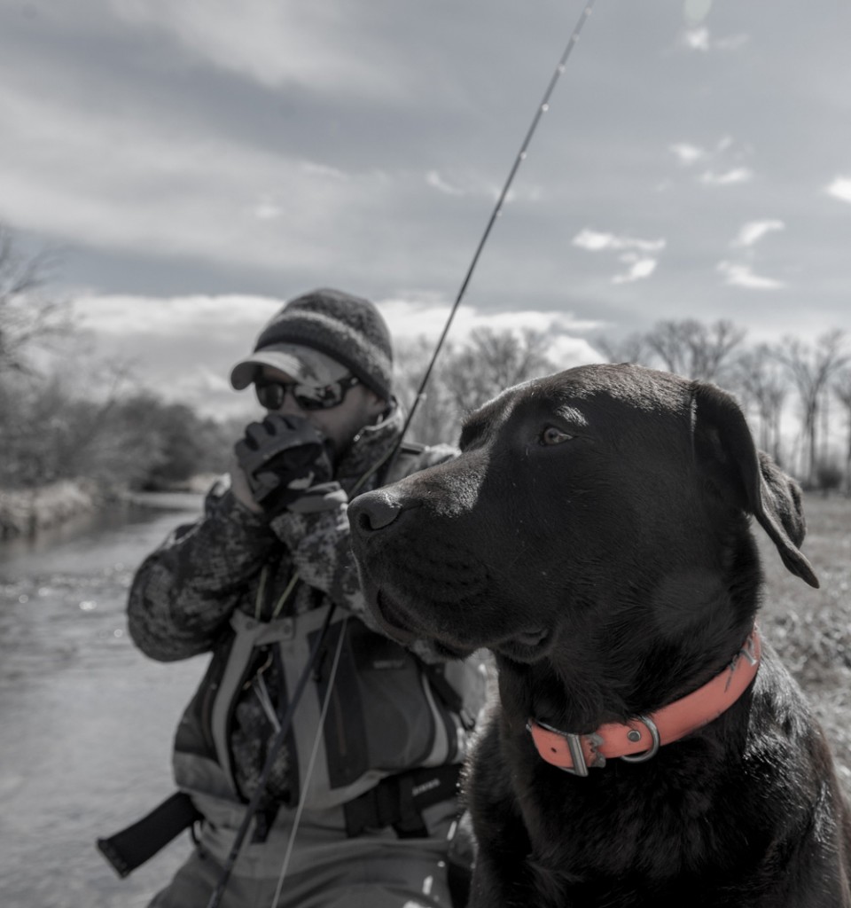 lab, brown, man's, best, friend, montana, fishing, dog